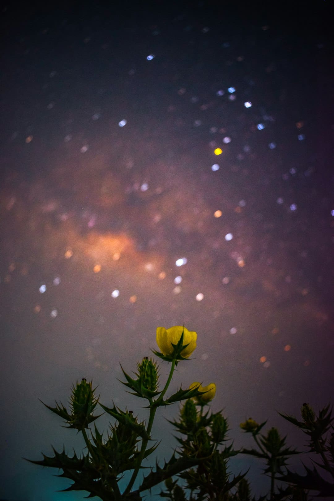 韩国“神话王国”南怡岛绝美夏景_